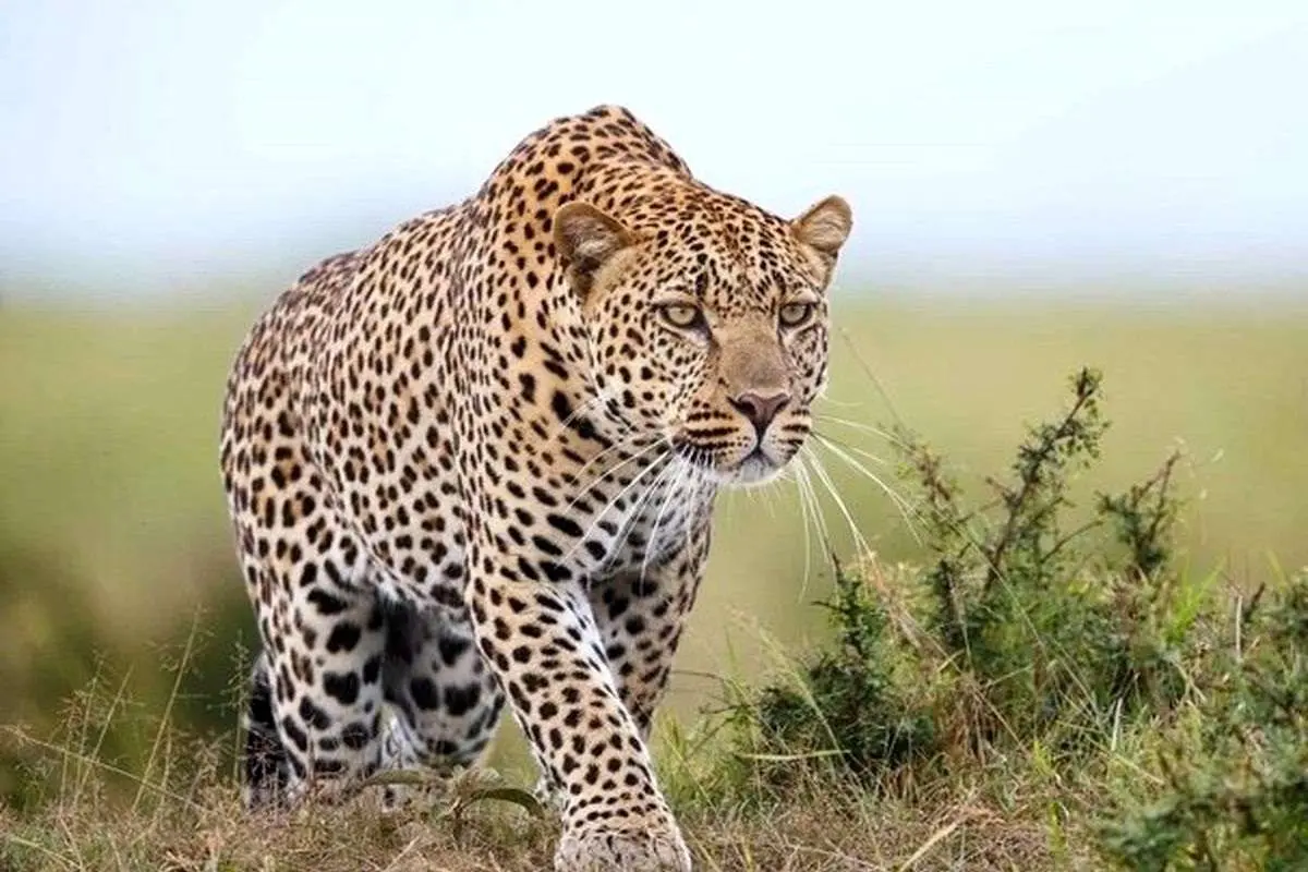 فیلم| عبور یک پلنگ ایرانی از مقابل دوربین کارگذاری شده در طبیعت