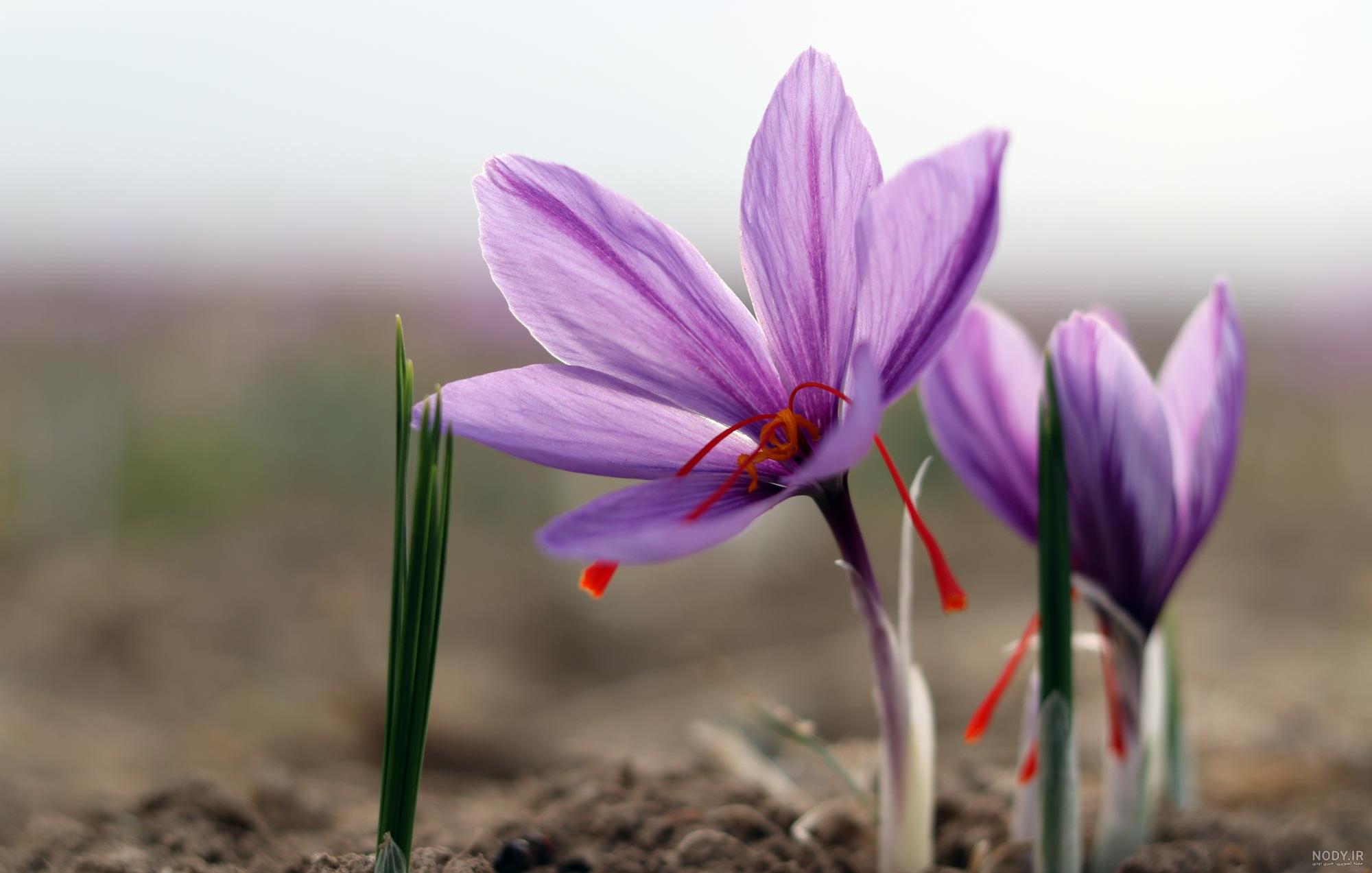 برداشت ۵ تن زعفران در یزد