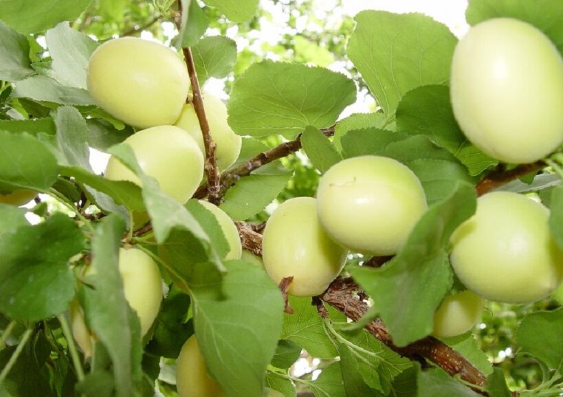 زردآلوی ابرکوه در انتظار توسعه زیرساخت‌های صادرات