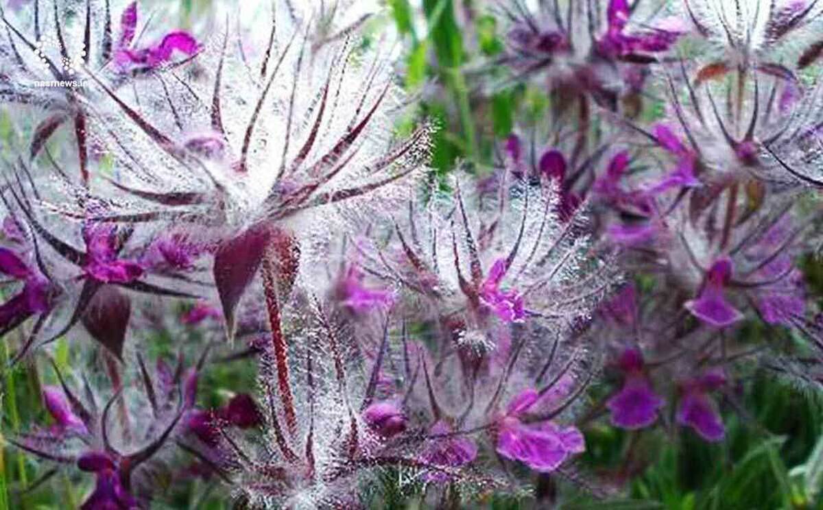 چای کوهی چه خواصی دارد و برای درمان چه بیماری‌هایی استفاده می‌شود؟