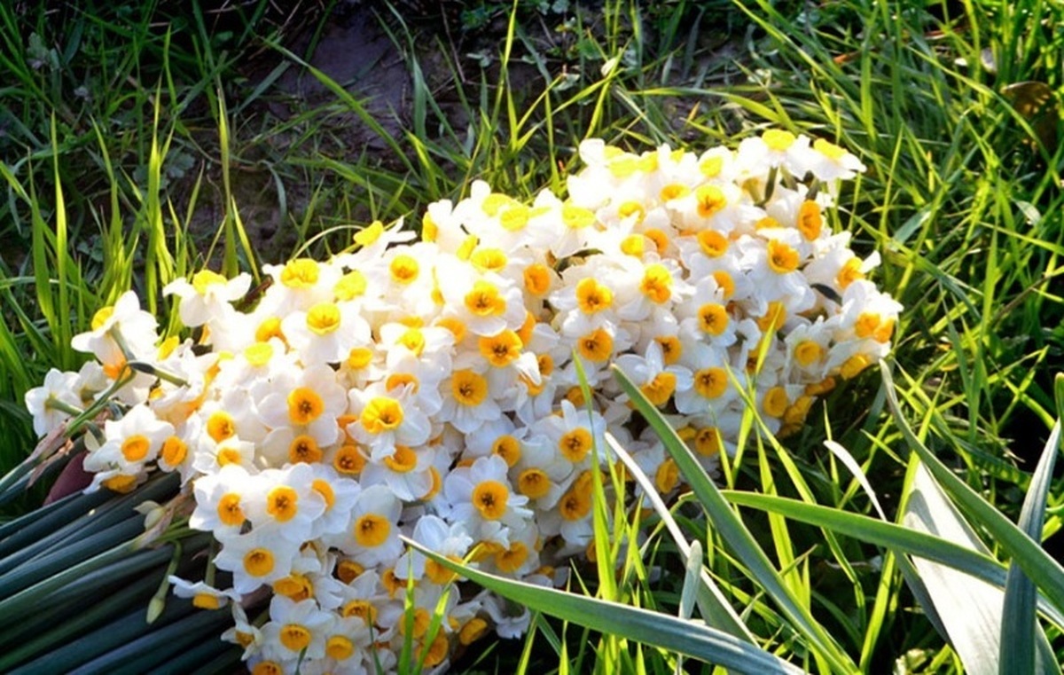 تفال به حافظ یکشنبه ۱۰ فروردین ۱۴۰۴؛ اگر آن ترک شیرازی به دست آرد دل ما را...