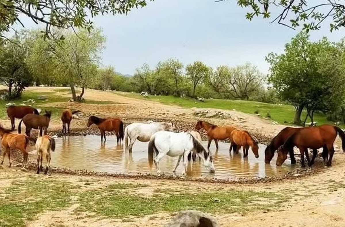 فیلم| آب خوردن اسب‌ها در گلزار سبز ایذه