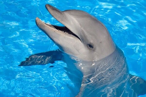 واکنش دیدنی دلفین خلیج فارس به شعرخوانی یک کودک