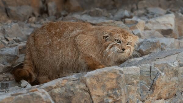 مشاهده دو قلاده گربه پالاس نادر در پناهگاه حیات وحش شیرکوه یزد