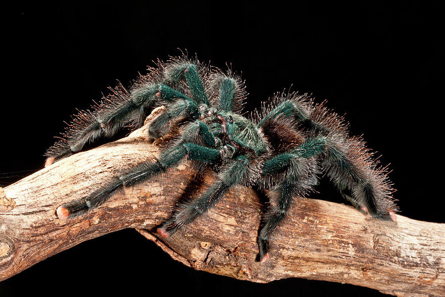 رتیلی که بخاطر پنجه‌های صورتی‌اش، حیوان خانگی شد!/ عکس