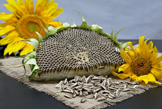 پیش بینی برداشت ۷۳ تُن تخمه آفتابگردان در شهرستان رودبار جنوب