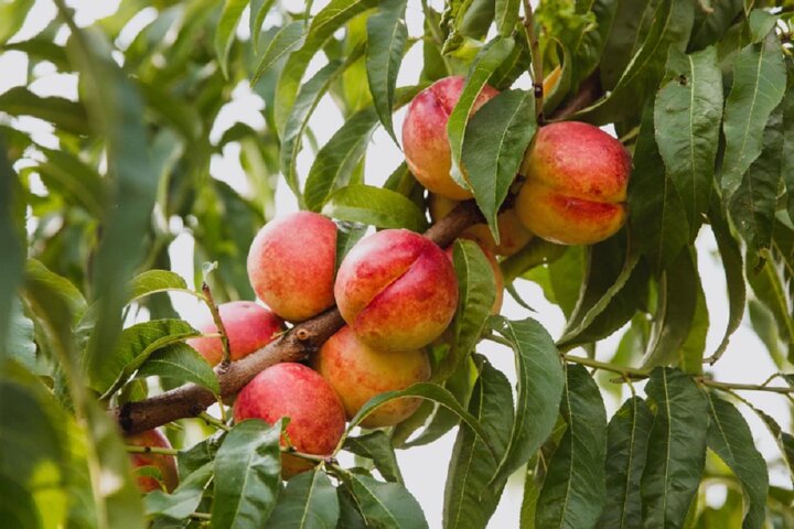 برگ‌ها زمان رسیدن میوه را آشکار می‌کنند