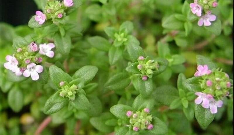 این گیاه جادوگر طب سنتی است