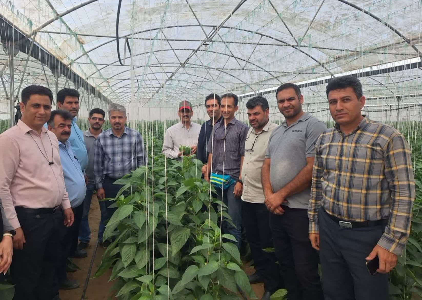 رها سازی کنترل کننده های طبیعی در سطح 10 هزار مترمربع از گلخانه‌ای در شهرستان خاتم