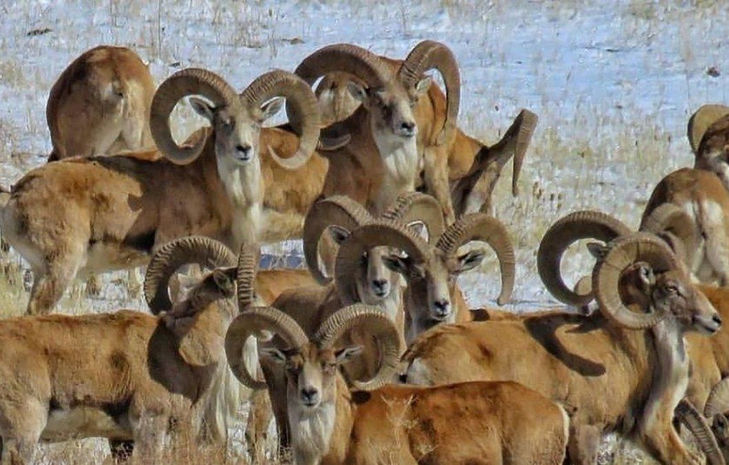 فیلم| نجات ۲۴ بز و میش وحشی از گودالی در بستک