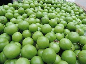 کاهش نود درصدي تولید گوجه سبزدرابرکوه 