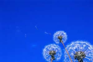 آلرژی های چشمی 