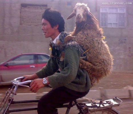 افغانی ها افغانی ها