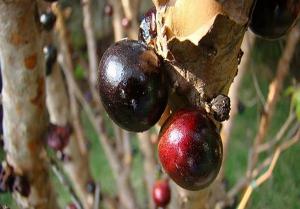  انگور برزیلی ضد سرطان+ تصاویر