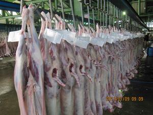 آغاز طرح ليبل گذاري لاشه هاي دام در كشتارگاه بافق