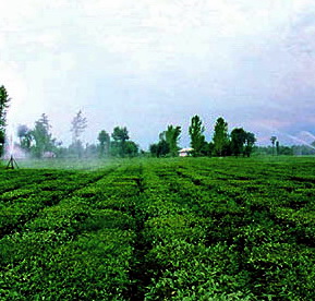 به كشاورزي بيشتر بيانديشيم 