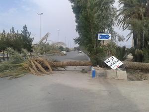 غلبه باد بر ریشه..