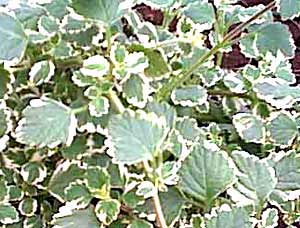 معرفی گل و گیاه:پلكترانتوس: marginatus plectranthus coleoides