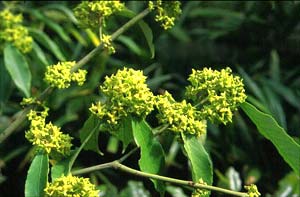 معرفی گل و گیاه/        شمشاد رسمی: Euonymus myrianthus