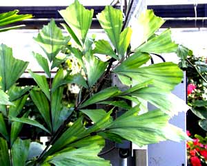 معرفی گل و گیاه >>>>>> نخل كاریوتا: Caryota mitis