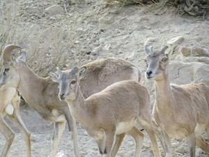  سرشماری سالانه پناهگاه حیات وحش بوروییه شهرستان خاتم انجام گرفت