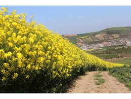 قرارداد کشت کلزا در ۵۰۰ هکتار اراضی یزد منعقد شد