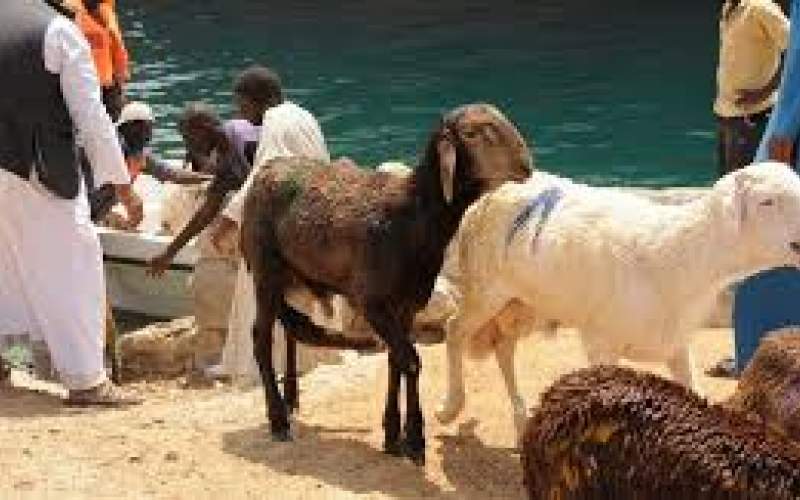 فیلم| دریای سرخ میزبان هزاران گوسفند شناور!