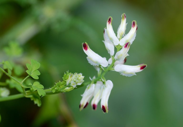 فیلم| خواص فوق العاده دمنوش شاتره