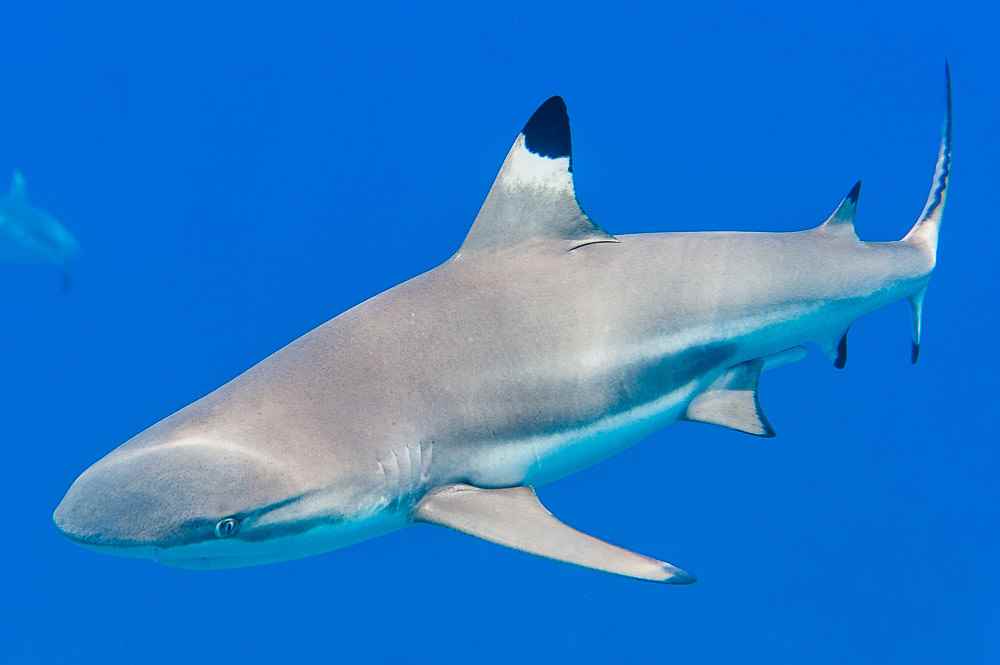 فیلم| پژوهشگران برای نخستین بار موفق به ضبط صدای کوسه‌ها شدند